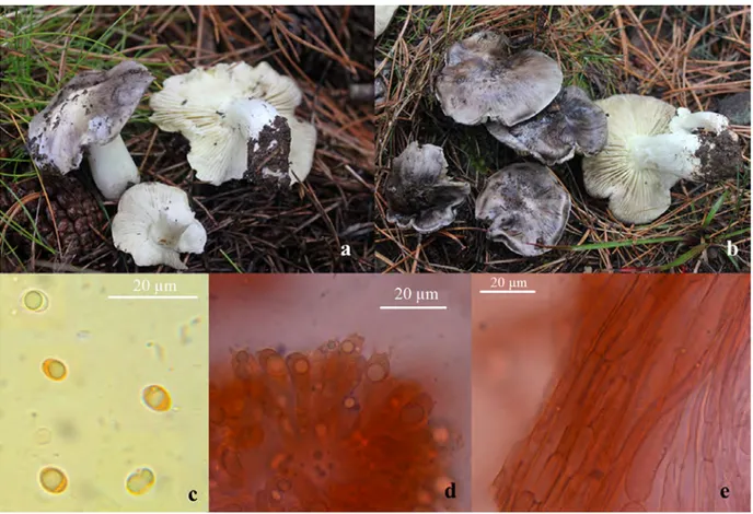 Figure 5. Tricholoma rufenum: a-b. basidiocarp, c. basidiospores, d. basidia, e. pileipellis.