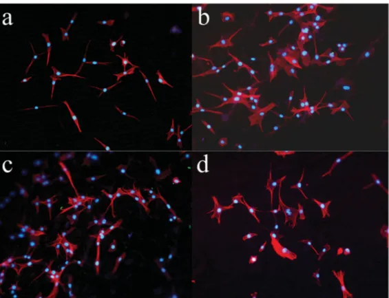 Figure 4. Morphology of NIH/3T3 fibroblast cells after 72 h: (a) PLA-REF. (b) PLA-RF-FV