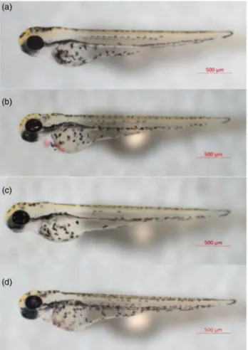 Figure 3. Locomotor activity of the embryos in groups assessed as average escape response