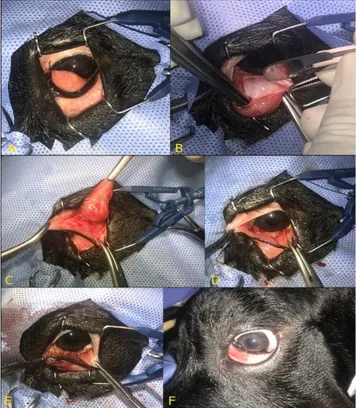 Fig 1A: Unilateral prolapse of the third eyelid gland in a Cane Corso dog. B-C: Making parallel incisions through the bulbar conjunctiva anterior