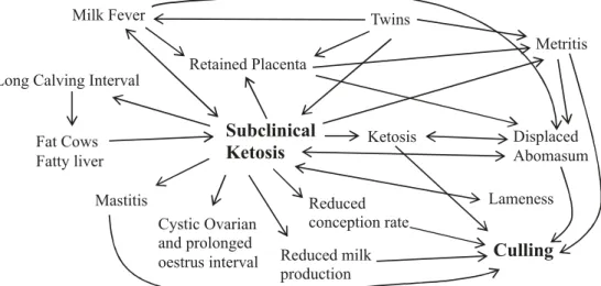 Fig. 2. Association of subclinical ketosis with culling and metabolic and reproductive  disorders