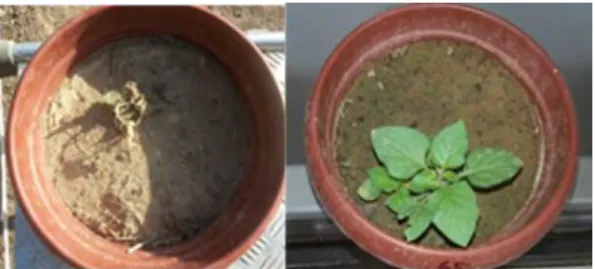 Fig.  3:  Black  nightshade  before  and  after  microwave 