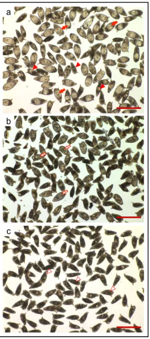 Figure 5. Thiazoavarone (2) impairs egg viability and maturation. Representative pictures of IVLEs  treated with vehicle (DMSO) (a) or compound 2 at 5 µM (b) and 20 µM (c) for 72 h