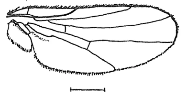 Figure  1.  Oscinella  nartshukiana, wing  (Scale !ine:  1 mm). 