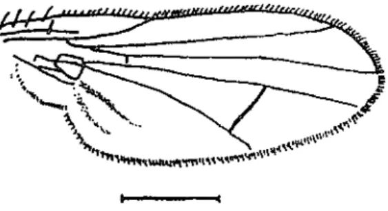 Figure  2.  Scaptomyza graminum, wing  (Scale line:  1 mm). 