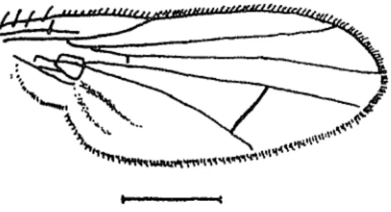 Figure  2.  Scaptomyza graminum, wing  (Scale line:  1 mm). 
