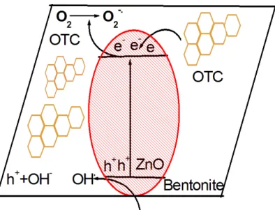 Fig. 12. Schematic illustration of oxidative species in the catalytic degradation process 