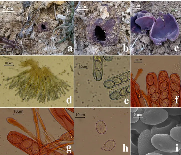 Figure 1. Sarcopeziza sicula: a–c. Ascomata, d–g. Asci and tips of paraphyses, h. Ascospores (LM), i