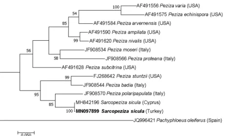 Figure 7. Phylogenetic tree created by using maximum likelihood analysis for ITS 