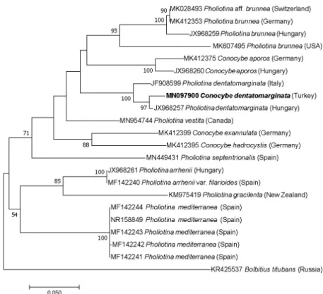 Figure 8. Phylogenetic tree created by using maximum likelihood analysis for ITS 
