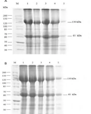 Figure 3.  SDS-PAGE analysis of Cry proteins from Bt-KE63-64 and Bt kurstaki grown in different boric 