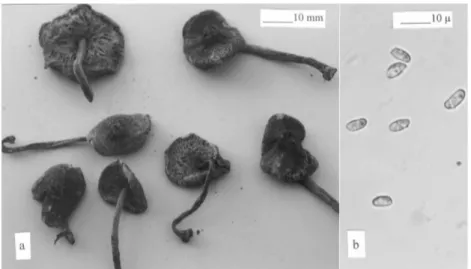 Figure 2. Lepiota griseovirens a. Fruiting body b. Spores.