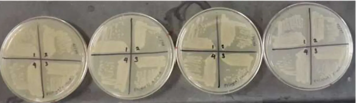 Şekil 7. Elde edilen ikili mutant E. coli suşlarının petri görüntüleri  4. Sonuç ve Öneriler  