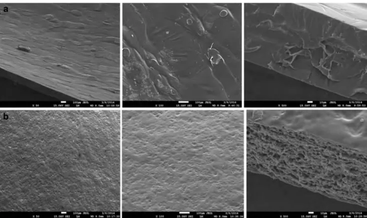 Fig. 2 Scanning electron microscopy micrographs of surfaces of chitosan (×50, ×100, ×500)