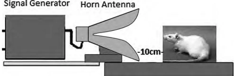 Figure 1. — The exposed rats (group 1) are kept ten cm away from the horn  an-tenna to satisfy the near field condition.