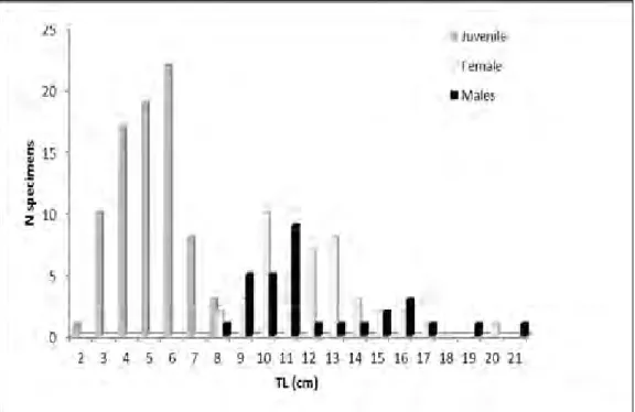 Fig. 1.  Total length composition for juveniles, females and males of the redbelly tilapia, Coptodon zillii, from the 