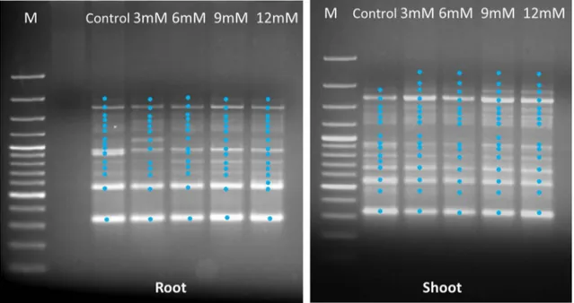 Fig. 2    RAPD profiles (Primer-5) of genomic DNA from root and shoot tissues of wheat seedlings exposed to different concentration of BA