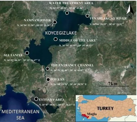 Figure 1. Köyceğiz Lagoon System and sample points (Google Earth). 