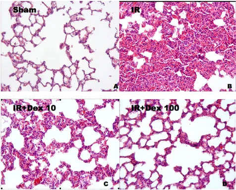Figure 1. The histopathological damage score of all groups (Data are expressed median ± (min-max)), A) Sham-control: Histopathological damage  score;  0.50  (0-2);  B)  IR  group;  Histopathological  damage score:  8.00  (6-11) a ;  C)  IR+10  µg/kg  of  d