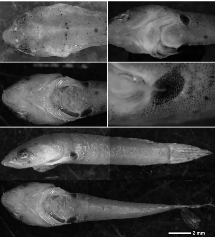 Figure 1. Diplecogaster bimaculata. Photograph of the specimen from Akbuk.