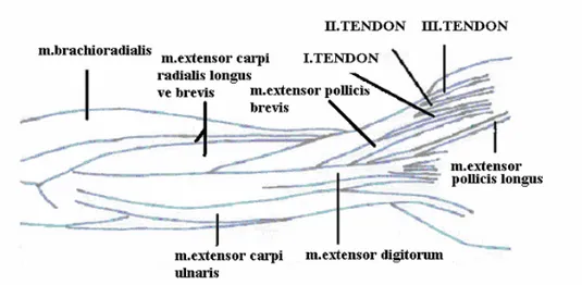 Şekil 1. MAPL’nin 3 tendonunun şematik görünümü 