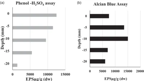 Figure 7. Changes in the amount of EPS with depth in the microbial mat (SLM2). (a) The phenol –sulfuric acid assay