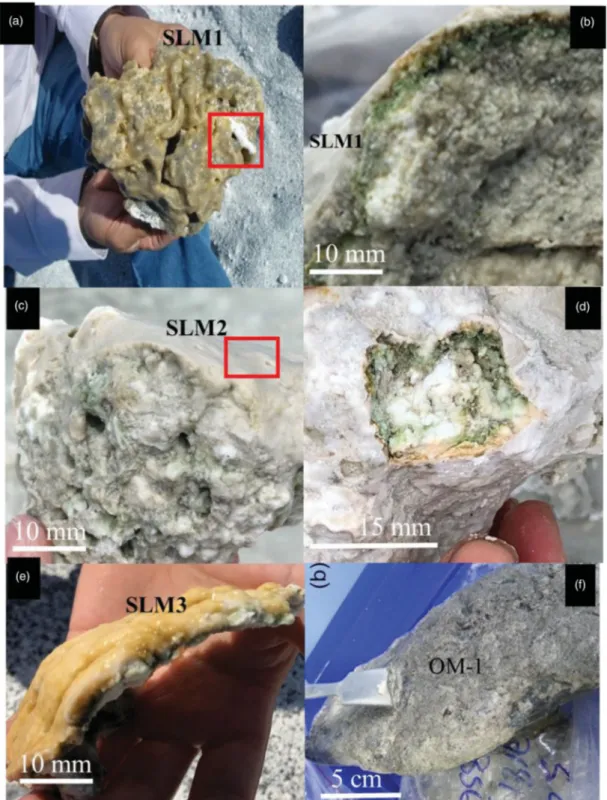 Figure 2. Pictures of mat samples. (a) A smooth green olive mat covering stromatolite domes on Site S1 (Figure S1(a,b))