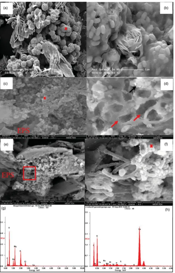 Figure 6. (a) Hydromagnesite spheres showing grape like morphology. (b) Formation of rosette type hydromagnesites among the microbial cells and EPS (arrow)
