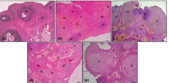 Figure 1. (a) No pathological changes were detected in the sham-operated animals. (v) vessel, (sf) secondary follicle, (tf) tertiary follicles, (cl) corpus luteum