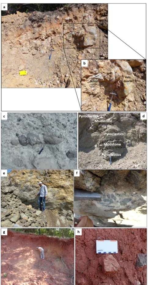 Fig. 6. (a) Basal conglomerate below the calcareous sandsone with sub-angular to rounded clasts of vein quartz and schist (481396m E,