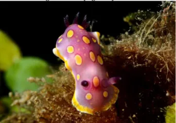 Figure 5. An underwater observation of F. babai 