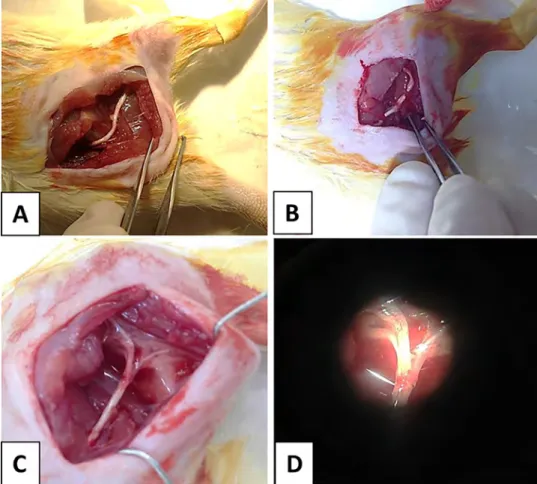 Figure 1. Macroscopic appearance of surgical procedure: (A) right sciatic nerve, (B) a 10 mm long graft is harvested from the nerve, (C) the nerve is orthotopically reimplanted using epineural sutures, (D) anastomosis.