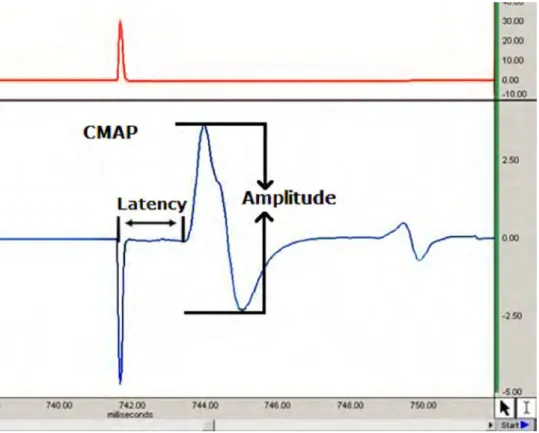 Table 1 represents the motor performance of the rats eval- eval-uated with inclined plate
