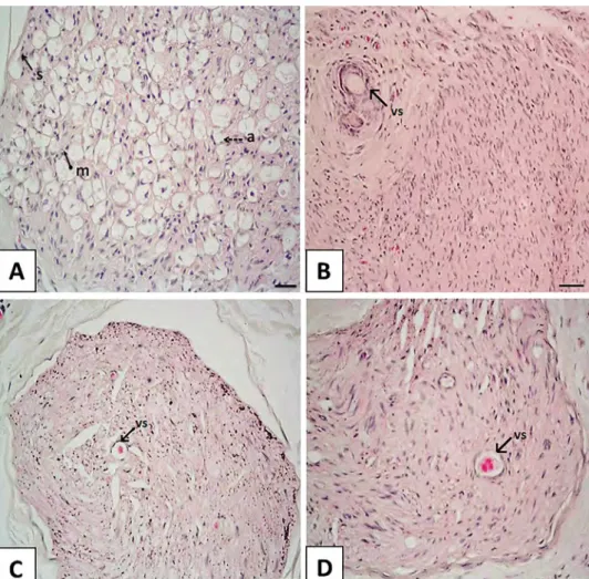 Figure 5. Histomorphological evaluation of graft segment at the 4th month (A) control group, (B) autograft group, (C) irradiation group, (D) liquid nitrogen group
