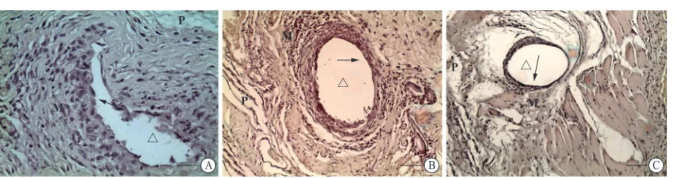 Fig. 3 Semi-quantitative measurements of epithelium scoring  Scoring of the epithelium was based on the persistence  of the epithelium