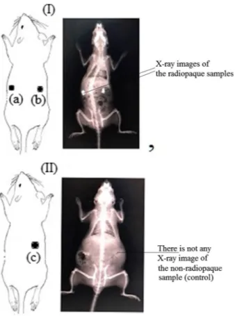 Fig. 1   X-ray images of rats: in rat I, a PHB-DEA-IB-6, b PHB-DEA-3IB-1; in rat II, c PHB-DEA (con- (con-trol)