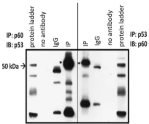 Fig. 1    Western blotting result for co-immunoprecipitation of endog- endog-enous p60-katanin and p53