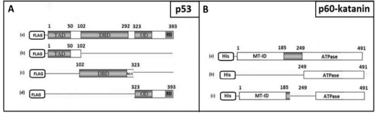 Fig. 2    Schematic illustration of deletion constructs. Represents the deletion constructs for either p53 (a) or p60-katanin (b)