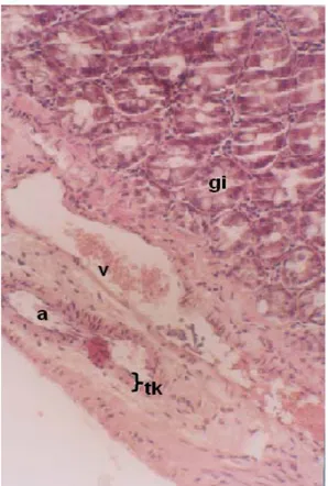 Tablo III. Ölçülen venlerin yerleşim bölgesine göre ortalama çapları (µm). ve kas tabaka kalınlıkları (µm)