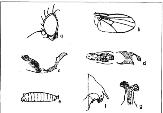 Şekil  1.  Ophiomyia  phaseoli;  a)  baş,  b)  kanat  yapısı,  c)  aedeagusun  yandan  görünüşü, 