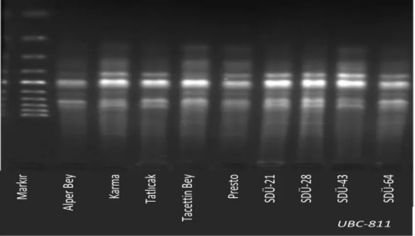 Şekil 1. UBC-811primerine ait jel görüntüsü  Figure 1. The gel image of UBC-811 primer  Polimorfik primerlerden elde edilen PCR ürünlerin 