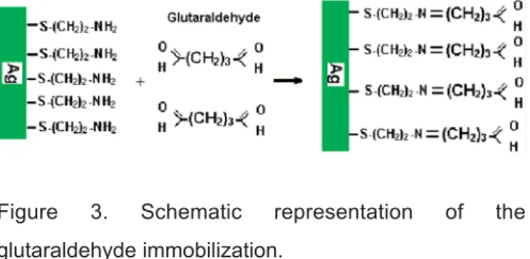 Figure 3. Schematic representation of the glutaraldehyde immobilization.