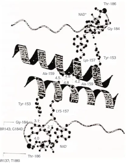 Figure 2. 3D model of the dimer interface in Drosophila ADH modified from Chenevert et al