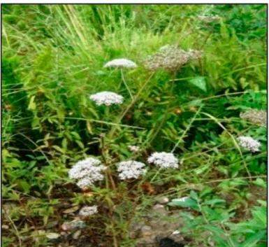 Figure 1. Aerial parts of Daucus reboudii Coss. growing in Algeria.