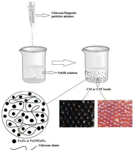 Fig. 1 The schematic illustration of preparation of CM and CNF magnetic beads
