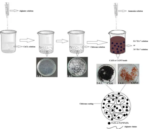 Fig. 2 The schematic illustration of preparation of CAM and CANF magnetic beads (2.4.1., urease-encapsulated alginate beads; 2.4.2., chitosan coating on the urease-encapsulated alginate beads; 2.4.3., urease-encapsulated CAM magnetic beads; 2.4.4., urease-