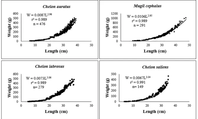 Figure 2. Length–weight relationships (W=aL b ) for C. auratus, M. cephalus, C. labrosus and C