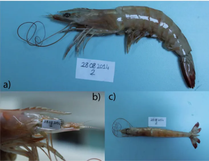 Figure 1. Farfantepenaeus aztecus. A. General view. B. Lateral view of armed rostrum. C