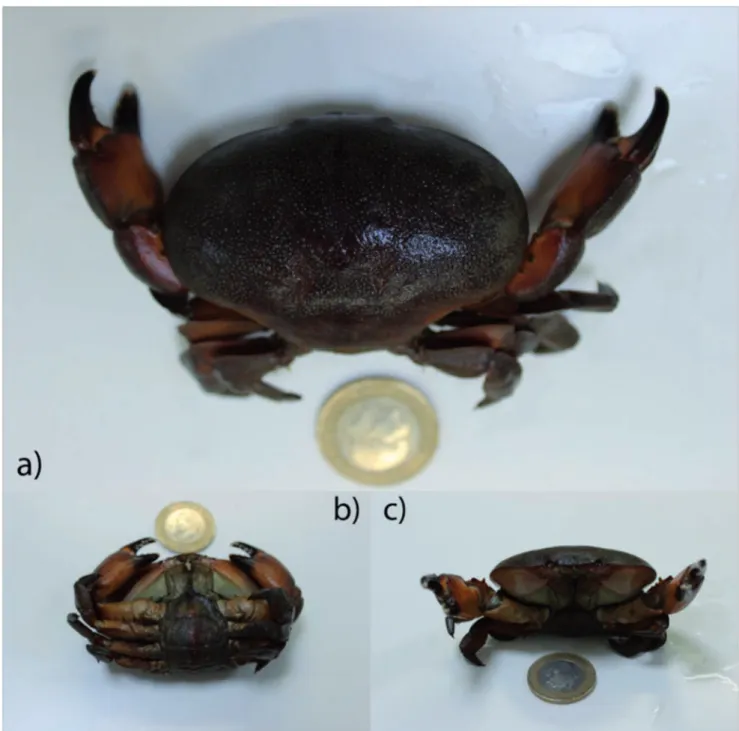 Figure 3. Ategatis roseus. A. Female specimen. B. Ventral view. C. Frontal view.