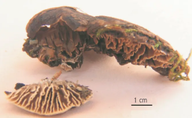 Figure 2. Macroscopic view of L. oxycedri (from HD1250, 1256). 
